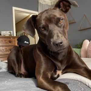 Lost Dog Hershey harris