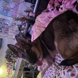 Found Dog Unknown
