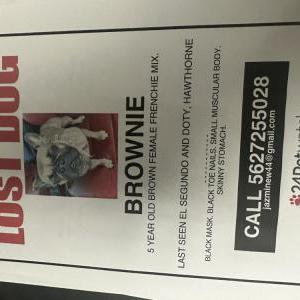 Lost Dog Brownie