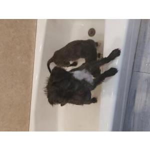 Found Dog Unknown?