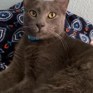 Lost Cat Katsu