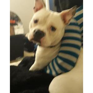 Lost Dog Benny Blanco Lewis