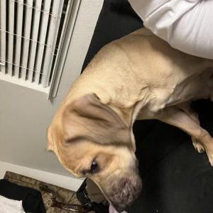 Lost Dog Bullet