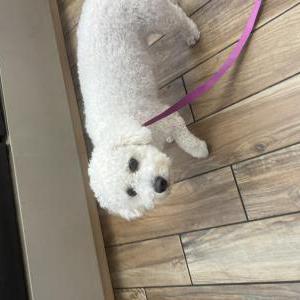 Found Dog Unsure