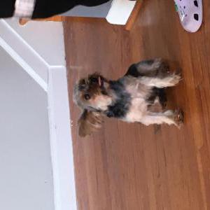 Lost Dog Hercules
