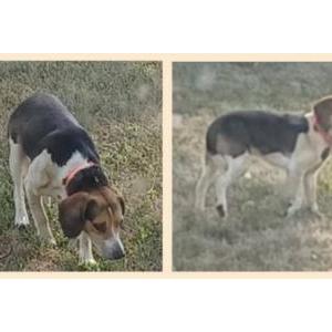 Found Dog Unknown