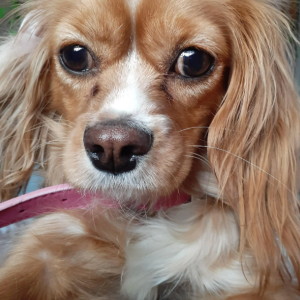 Lost Dog Bella