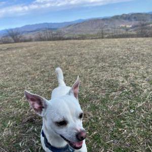 Lost Dog Wes