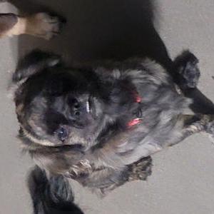Lost Dog Shadow