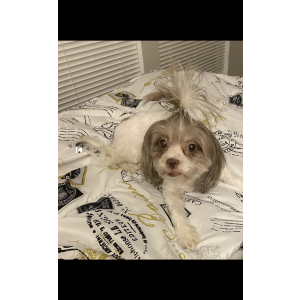 Lost Dog Kali