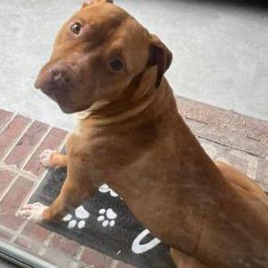 Found Dog Bangel