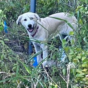 Found Dog hi