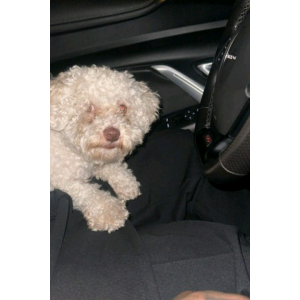 Lost Dog Bolt