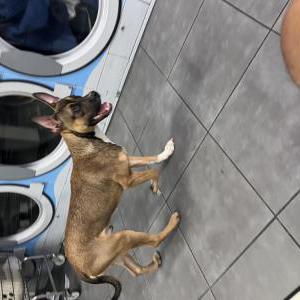 Found Dog Unknown