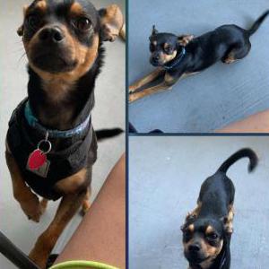 Lost Dog Mikey