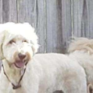 2nd Image of Hunter, Lost Dog