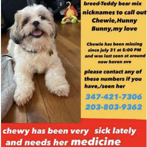 Lost Dog Chewie Taylor