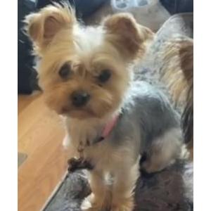 Lost Dog Princess