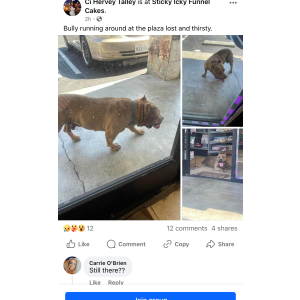 Lost Dog remy