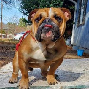 Lost Dog APOLLO