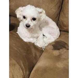 Lost Dog Lily