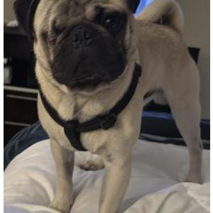 Lost Dog Isaiah