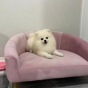 Lost Dog Chispita