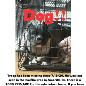 Lost Dog Trapp