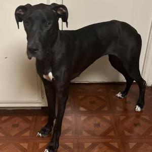 Found Dog Unknown