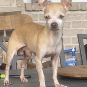 Lost Dog Willy