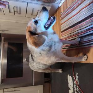 Lost Dog Unknown