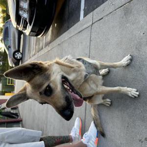 Found Dog Unknown