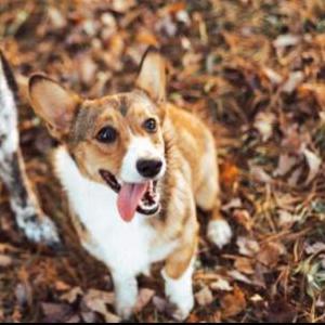 Lost Dog Mable