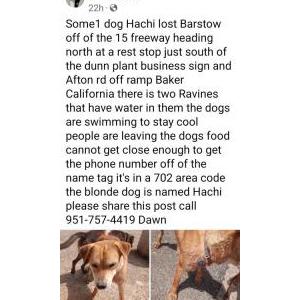 Found Dog HACHI