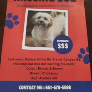 Lost Dog SPENCER