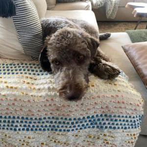 Lost Dog Teddy