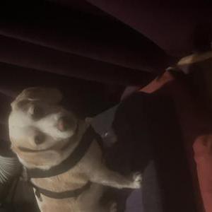 Lost Dog Weston