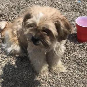 Found Dog Unknown