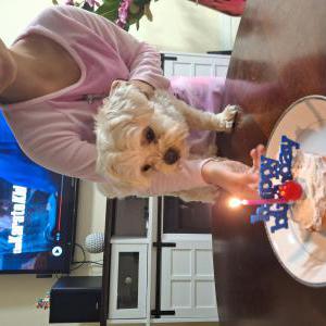 Lost Dog Rosie