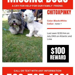 Lost Dog Chito