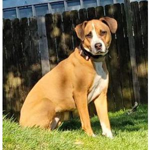Lost Dog Charlie