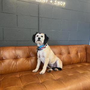 Lost Dog Kleo