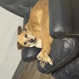 Lost Dog Princess