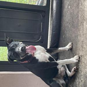 Found Dog Unknown