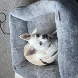 Lost Dog Chapo