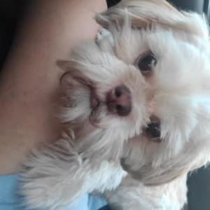 Lost Dog Kimmy
