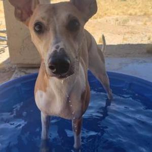 Lost Dog Zain