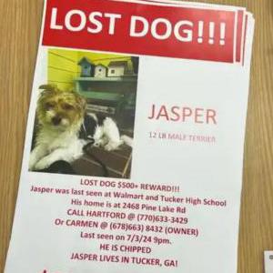 Lost Dog Jasper