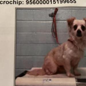 Lost Dog Puppup