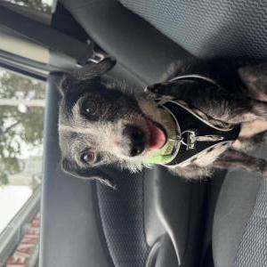 Lost Dog Albondiga